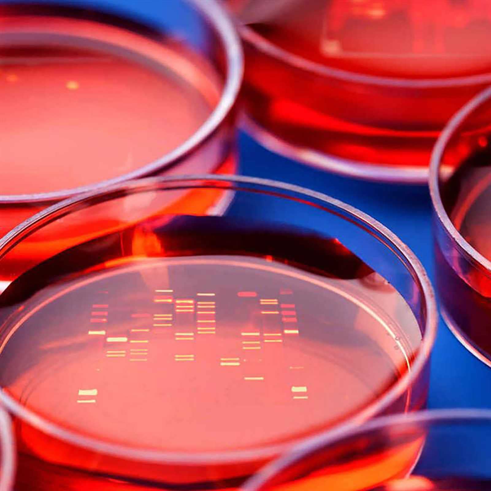 30 PCS 90 x 15 mm Vidrio estériles Platos Petri, Conjunto de Platos de Cultura de bacterias, for Laboratorio Suministros de Laboratorio científico biológico de Laboratorio