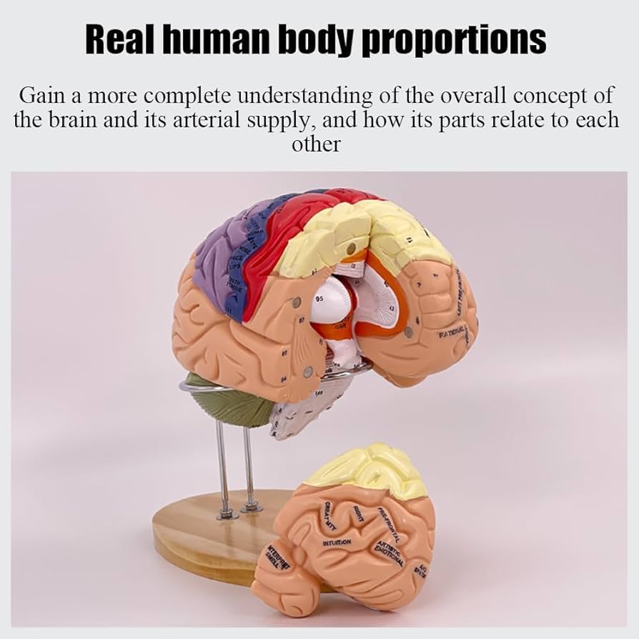洋書 Duvernoy The Human Brain Second edition 洋書 Duvernoy The Human Brain Second edition 洋書 Duvernoy The