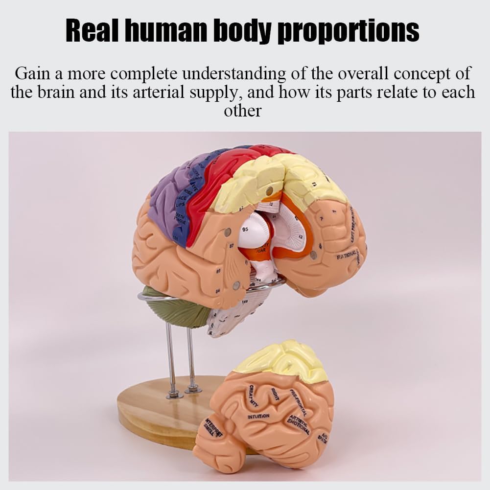 How To Make A Brain Model Using 3D Printing To Create Personalized