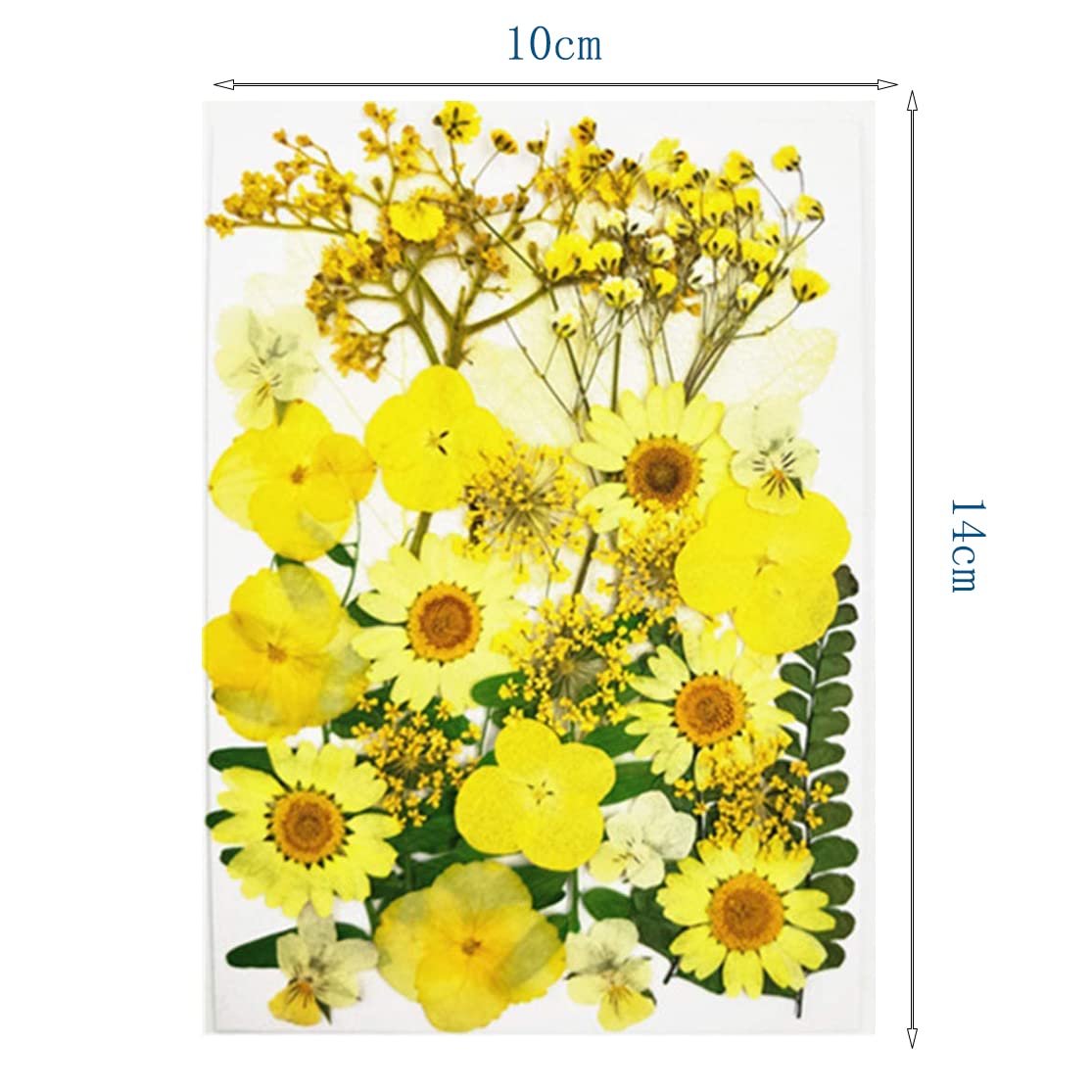 Geperste En Gedroogde Bloemen Anjer Geïsoleerd Op Witte Achtergrond Voor Gebruik Bij De Sloop Herbarium 191195737