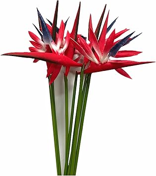 Amazon ミディアム パラダイスの鳥 23インチ 恒久的な花 茎 5mm 花の部分は柔らかいゴム製 Pu製 造花 植物 小さな花のアレンジメント ホーム オフィス 8個 レッド 造花 オンライン通販 Amazon ミディアム パラダイスの鳥 23インチ 恒久的な花 茎 5mm 花の部分は柔らかいゴム製 Pu製 造花 植物 小さな花のアレンジメント ホーム オフィス 8個 レッド 造花 オンライン通販