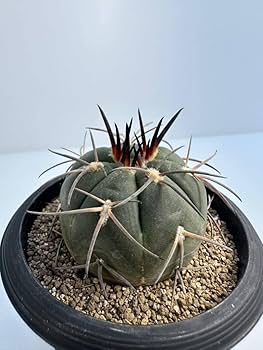 Amazon.co.jp: Gymnocalycium spegazzinii ギムノカリキウム 黒刺天平 Amazon.co.jp: Gymnocalycium spegazzinii ギムノカリキウム 黒刺天平