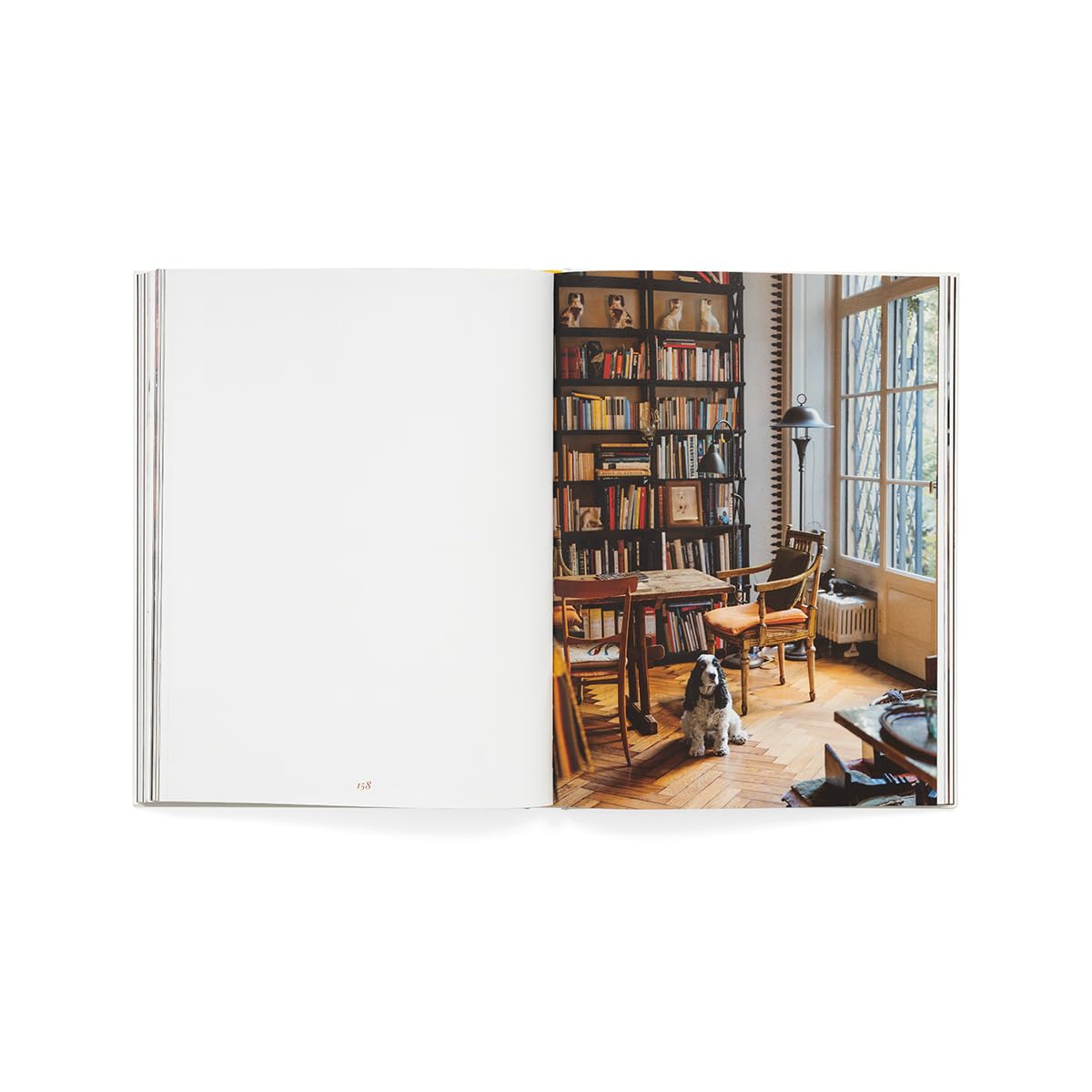 Still pets. Stories from living rooms. Dogs. Ediz. italiana e inglese