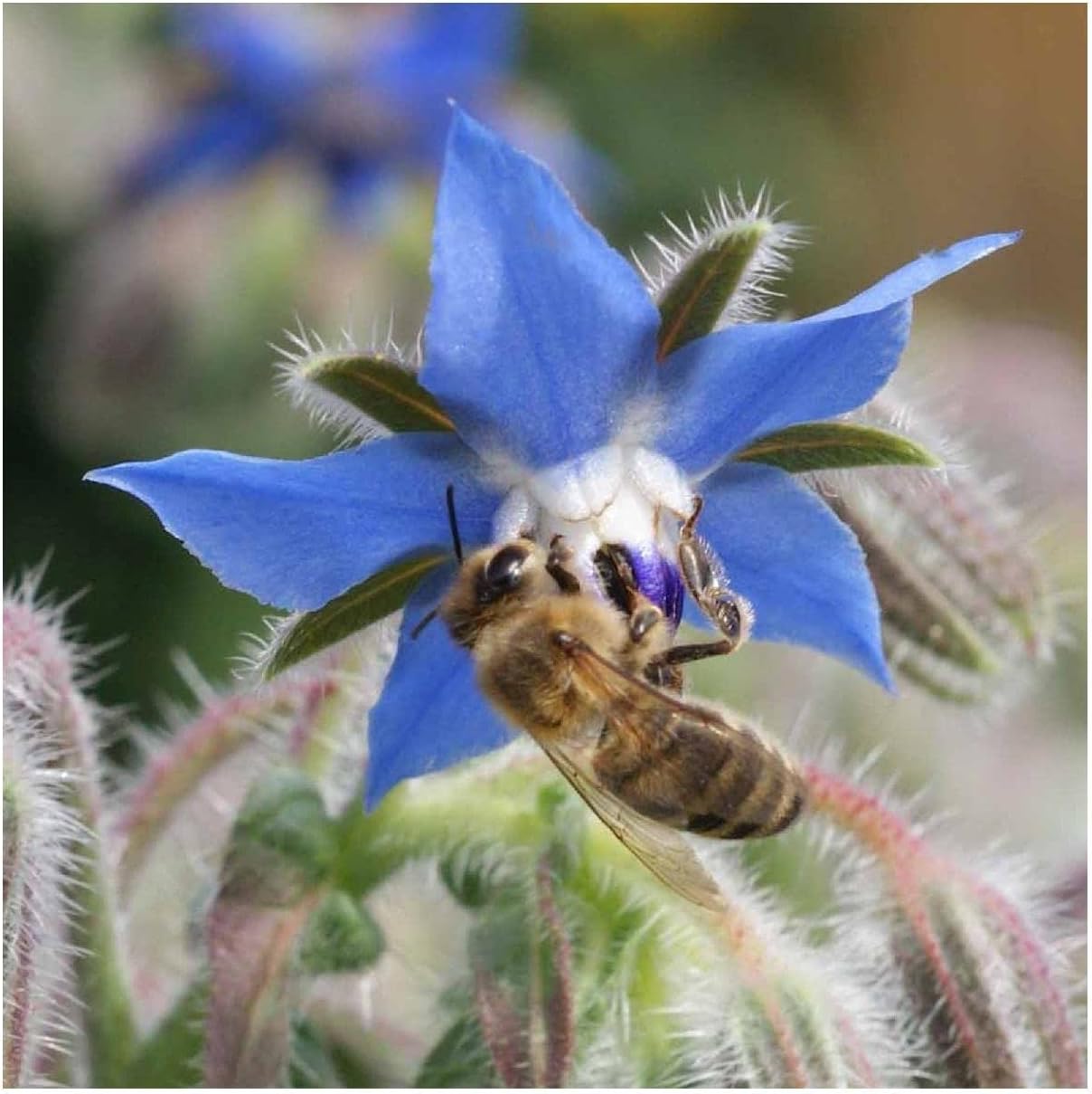 Everwilde Farms - 1/4 Lb Organic Borage Herb Seeds - Gold Vault