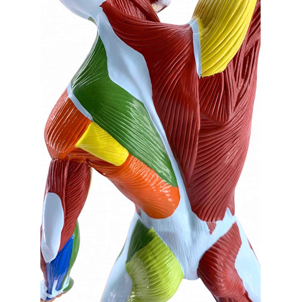 Modèle Anatomique De Muscle Humain Coloré, 50cm, Viscères Humains, Ressources d'apprentissage Modèle Anatomique, Matériel Pédagogique
