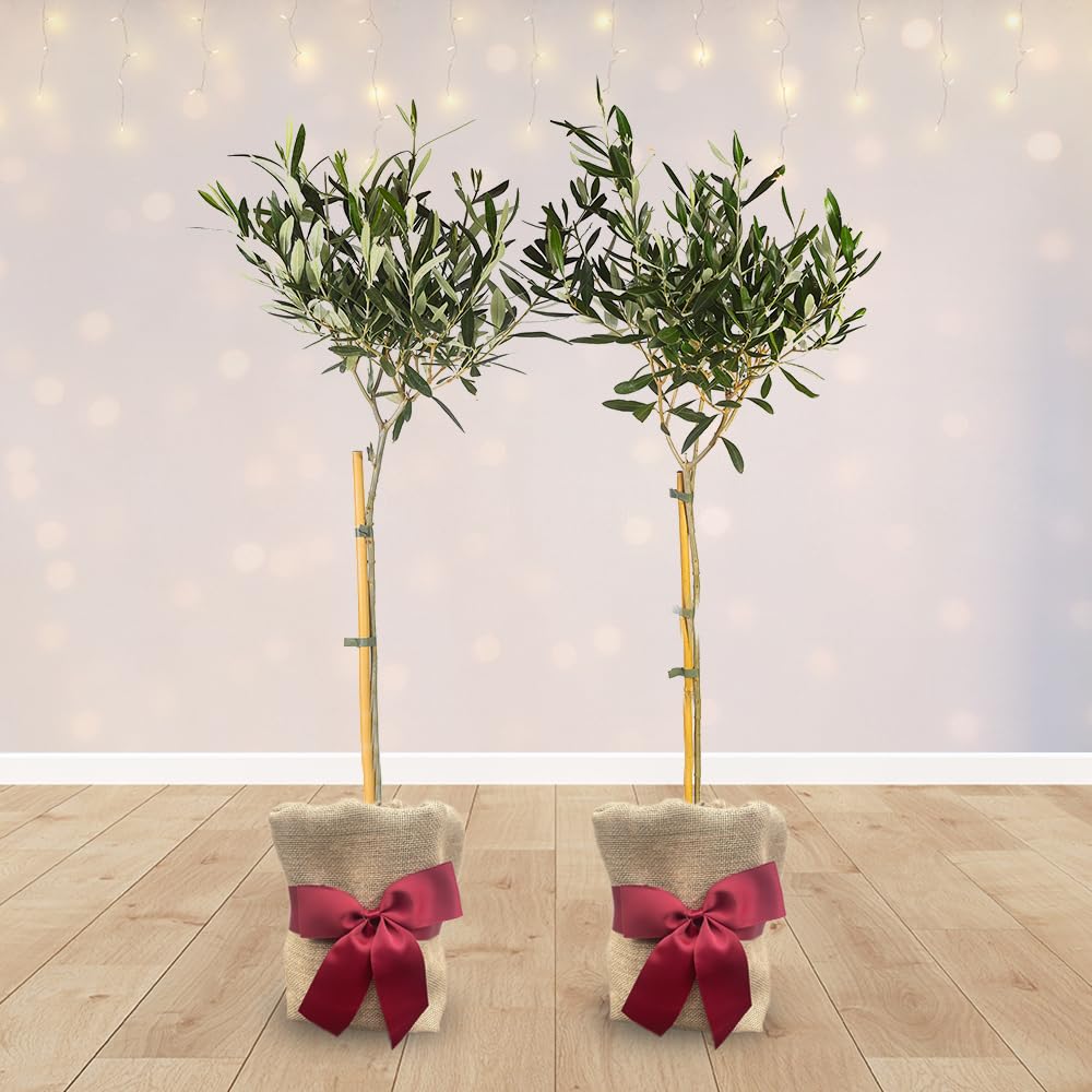 YouGarden Pair of Olive Trees in Gift-Wrap, 80-100cm Standards, 18cm Pots, Evergreen, Mediterranean Foliage