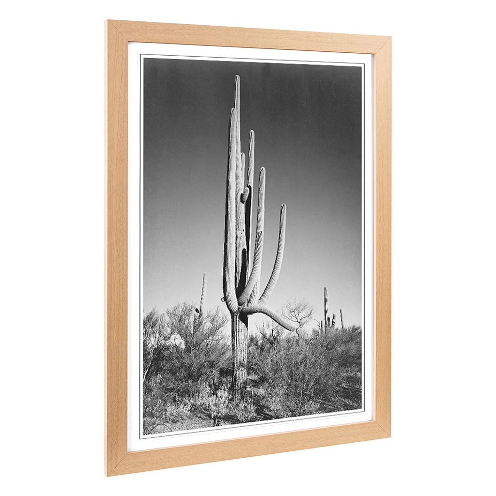 Big Box Art Framed Print of Ansel Adams Cactus in Arizona Design | Wall Art Picture | Home Decor for Kitchen, Living, Dining Room, Bedroom, Hallway, Office, Oak, A2 / 24.5x18 Inch / 62x45cm