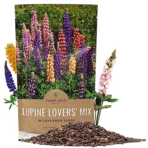 Bulk Lupine Mix Wildflower Seeds 1/4 Pound Bag - Over 4 500 Untreated Annual and Perennial Mixed Lupine Flower Seeds