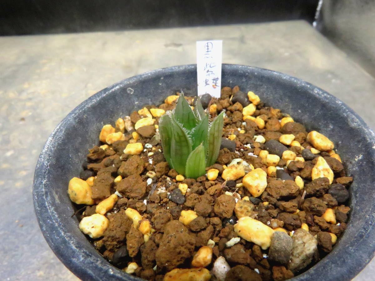 Amazon.co.jp: 多肉植物 ハオルチア 黒紫蝶 実生カキコ : ホーム Amazon.co.jp: 多肉植物 ハオルチア 黒紫蝶 実生カキコ : ホーム