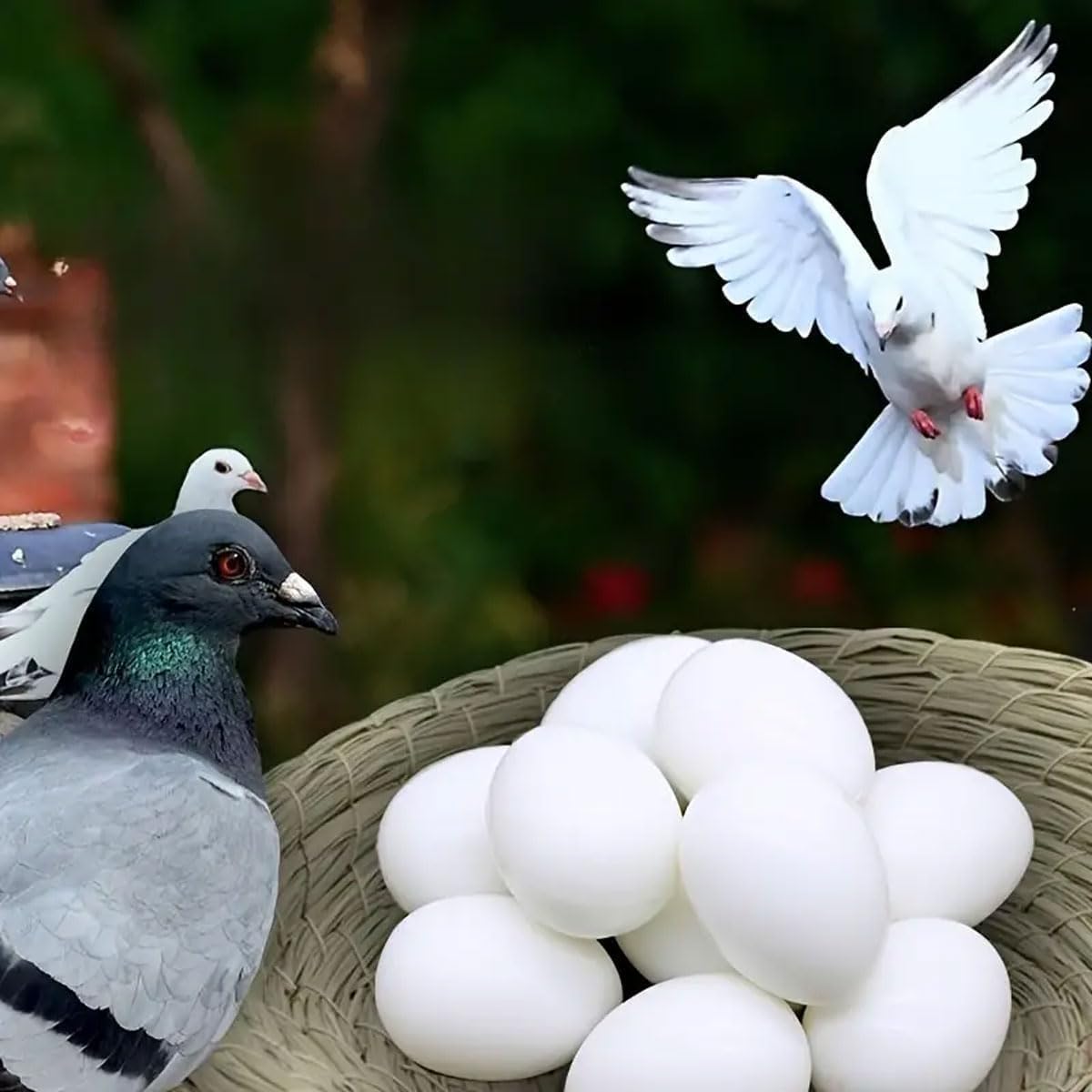 Uova Finte Per Piccioni - 10 Pezzi In Plastica Bianca, 3.5 Cm - Foto 13