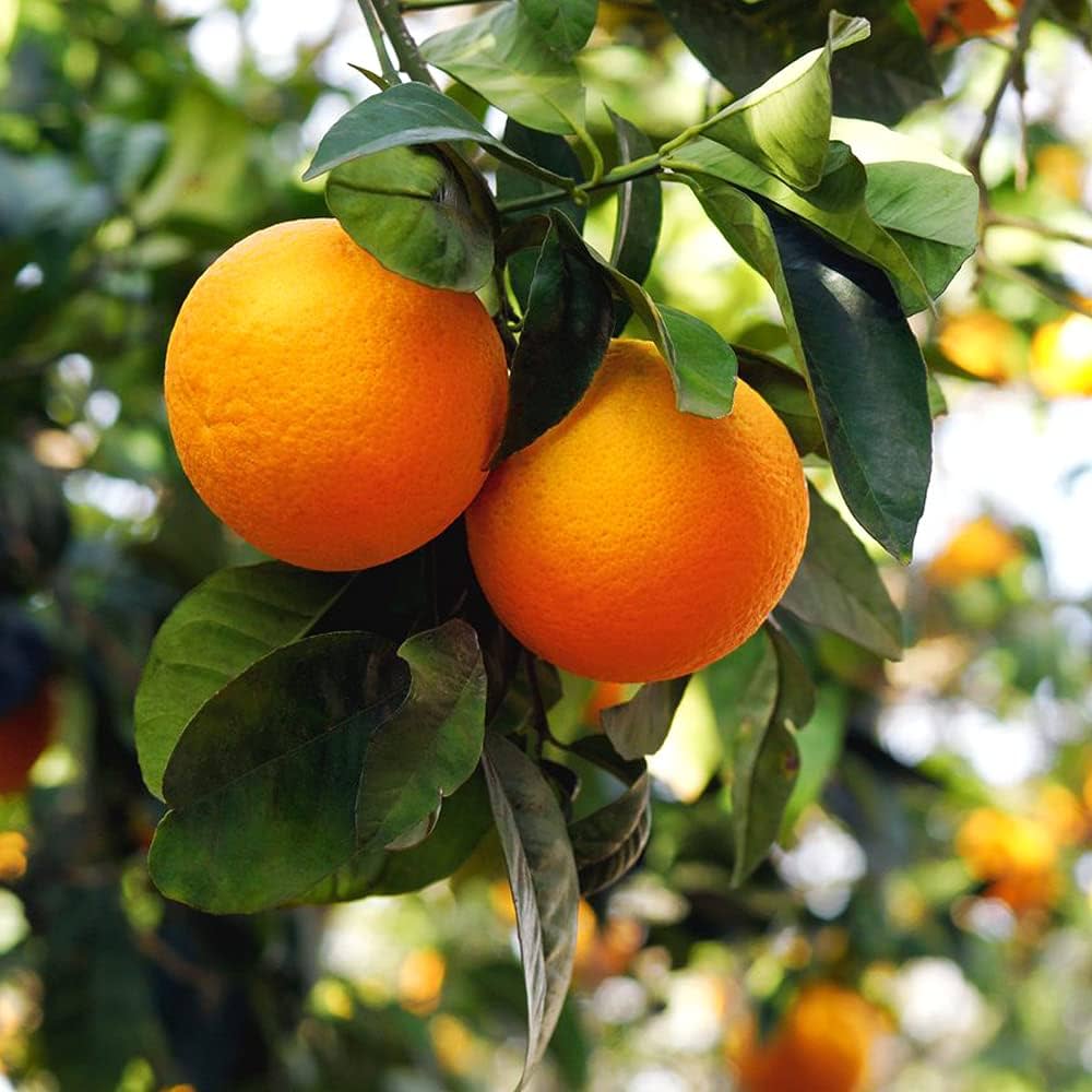 Amazon.co.jp: 柑橘の苗 酢橙(すだいだい)【品種で選べる果樹苗木 15cm