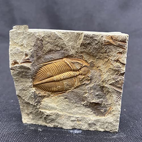 Jianeexsq 00162021 Real Trilobite Fossil From Hunan Of China 450 Million Years Ago thumb #2