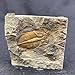 JIANEEXSQ Real Trilobite Fossil from Hunan of China 450 Million Years Ago for Collections and Education