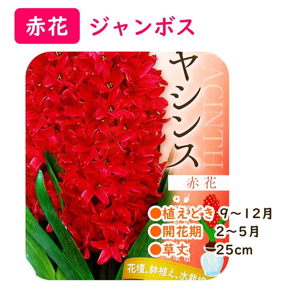 Amazon.co.jp: 選べる花色「 ヒヤシンス 球根 【 赤花(ジャンボ