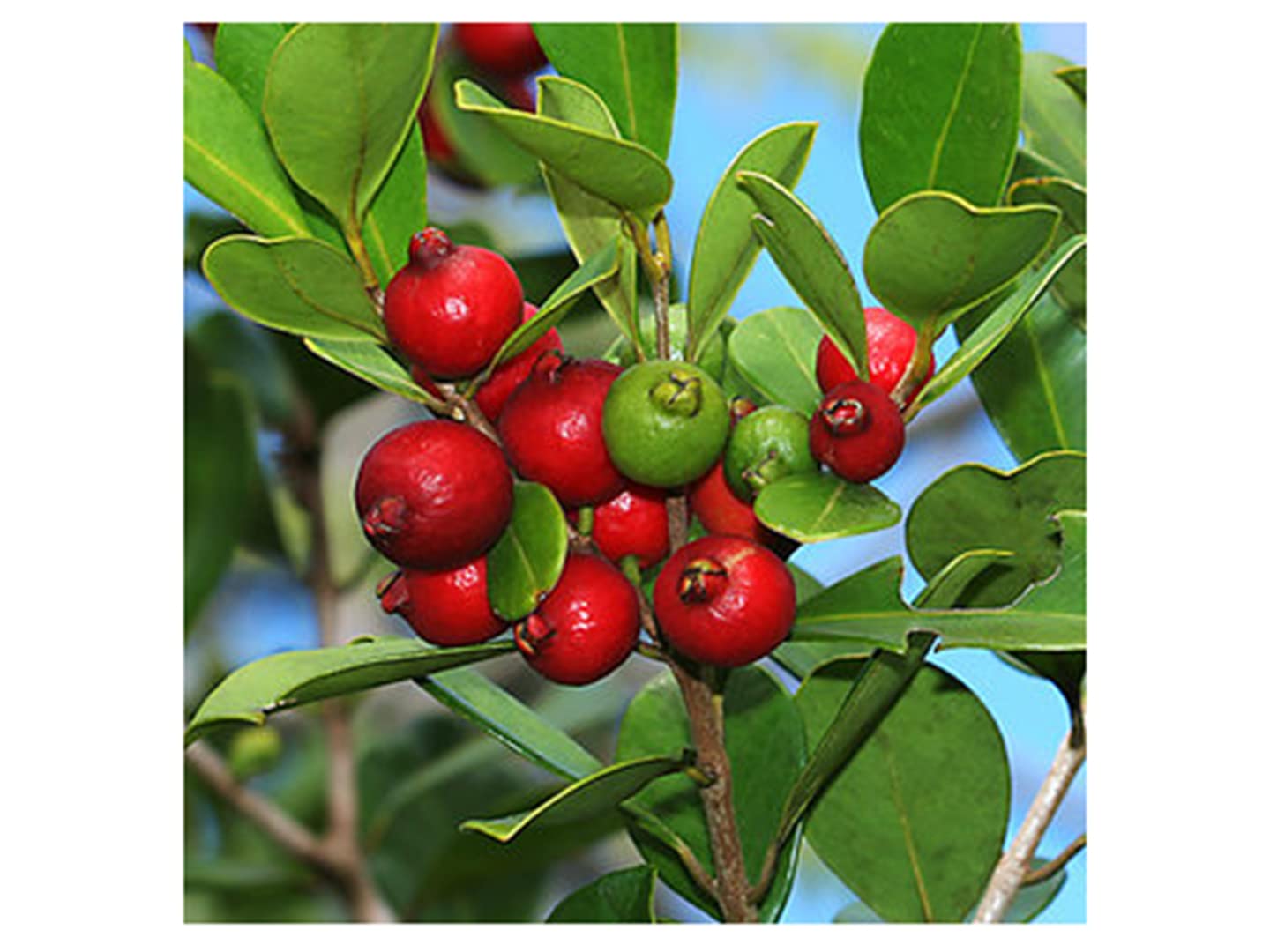 See full amazon price history chart for The Green View Garden Rare Guava Strawberry Guava Hybrid Variety 1 Live Seedling Plant (GVGP00025_Red) The Green View Garden Rare Guava Strawberry Guava Hybrid Variety 1 Live Seedling Plant (GVGP00025_Red) (B0B5F5Q21Z) Amazon Price History, Amazon Price Tracker