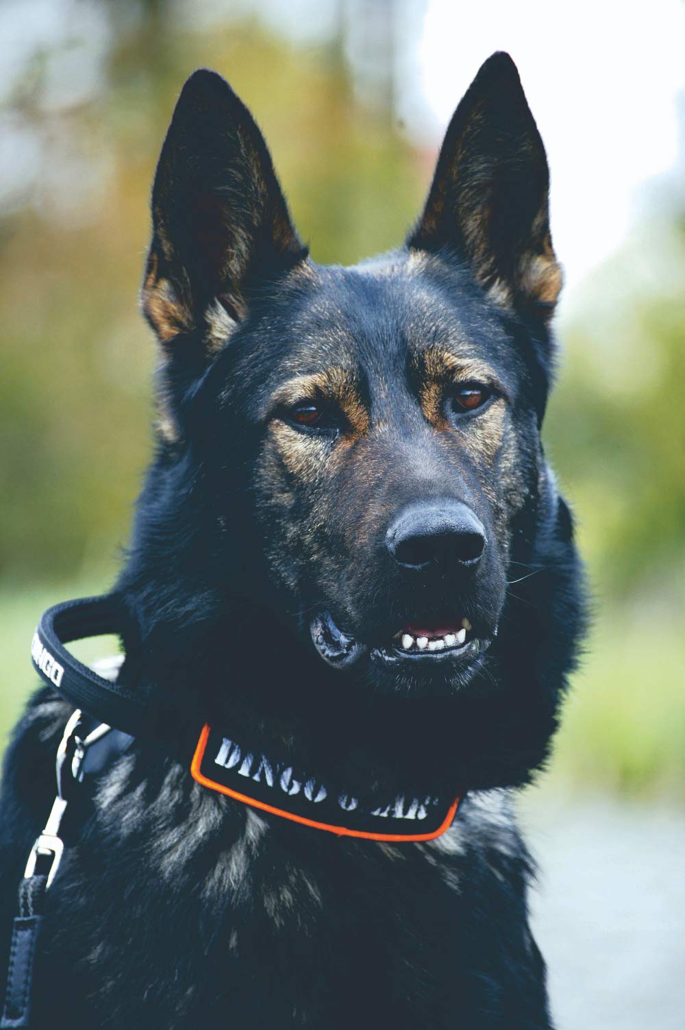 Dingo Gear Trainingshalsband für Hunde – handgefertigt, robuste geflochtene Polypropylenleine, mit Zwei Stoppern, Größe L, Full Black S04079