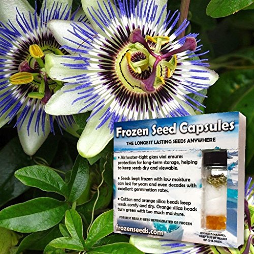 Hardy Passionflower Seeds (Passiflora incarnata) 5+ Medicinal Herb Seeds in FROZEN SEED CAPSULES for The Gardener & Rare Seeds Collector - Plant Seeds Now or Save Seeds for Years