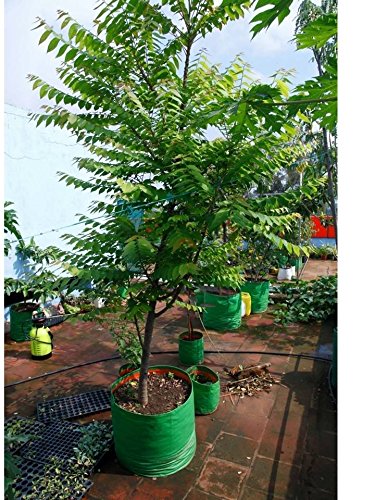 Image of Bio Blooms Agro India Pvt.Ltd. 24 x 24 Inch HDPE Plant Grow Bags for Terrace Gardening | Pack of 10 | Green & Orange Color | Outdoor Use
