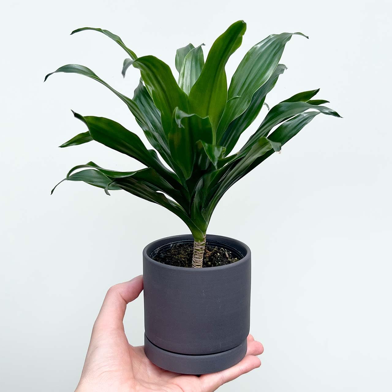 ドラセナ　コンパクタ　鉢皿付き Amazon｜inakougei（イナコウゲイ） 観葉植物 おしゃれ 小さめ 陶器鉢