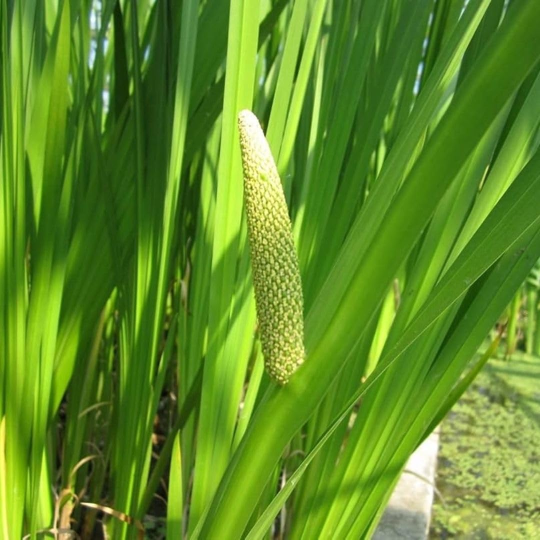 M-Tech Gardens Sweet flag Medicinal Herb Plant (Acorus calamus, Vayambu) Exotic 2 Live Medicinal Plants (B07S2ZQVVC) Amazon Price History, Amazon Price Tracker