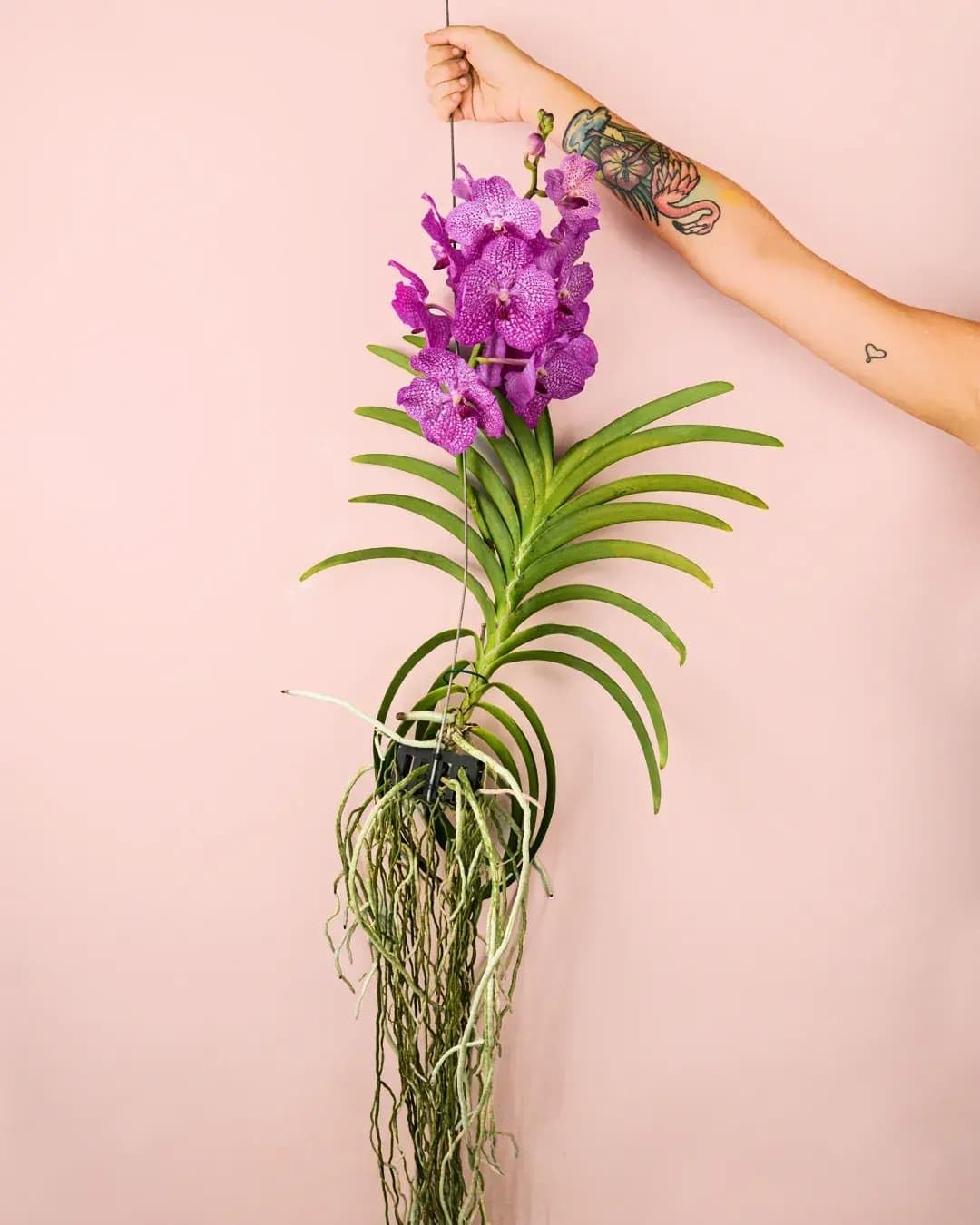 PUR PLANT Orquídea Vanda Mix | Orquídea Natural de Interior | Planta Exótica con Flor | 21 × 60 cm
