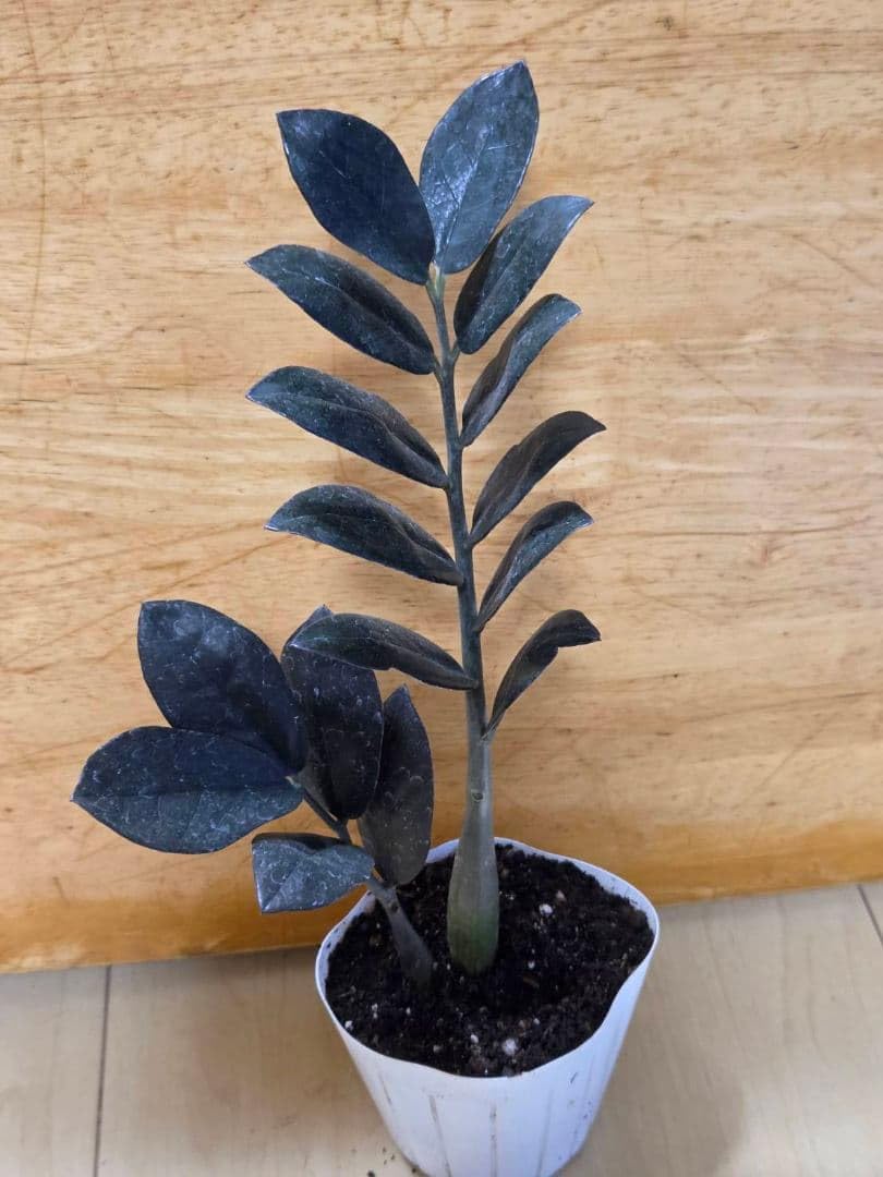 Amazon｜ザミオクルカス ブラック レイヴン 観葉植物｜観葉植物