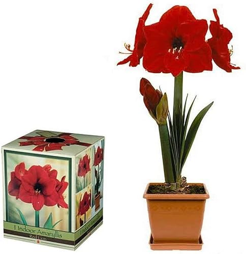 Kit de cultivo de amarilis Red Lion - Gran regalo! - BulbMacetaSuelo