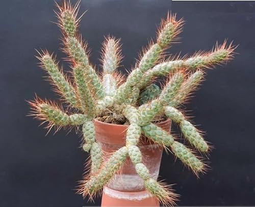 Tephrocactus weberi Cactus - Live Plant Cutting - Easy to