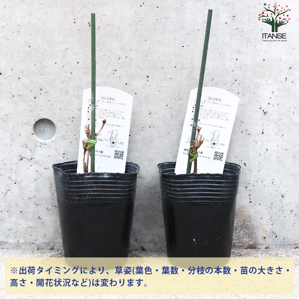 Amazon.co.jp: クレマチス 赤富士 3.5号ロングポット【品種で選べる