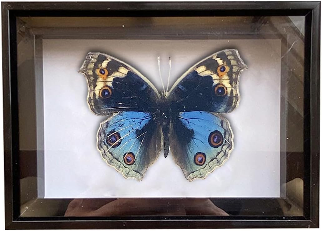 2 Pcs Framed Butterfly Real Butterfly Specimens Taxidermy Butterfly in Frame Insect Collection Home & Office Desktop Decor Craft Gift for Men Women (Black P)