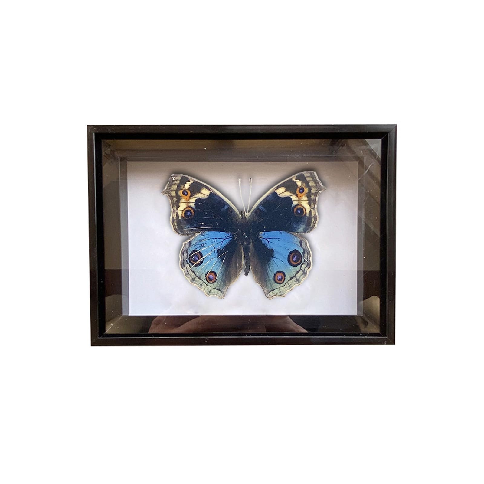 CXUEMH 2 Pcs Framed Butterfly Real Butterfly Specimens Taxidermy Butterfly in Frame Insect Collection Home & Office Desktop Decor Craft Gift for Men Women (Black P)