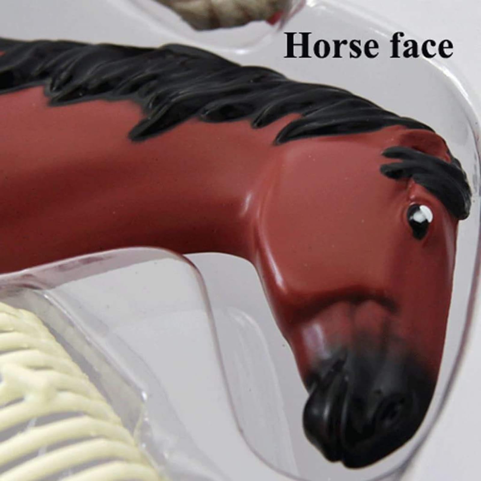 Modelo de Anatomía de Caballo Desmontable 4D, Modelo de Esqueleto de Animal Desarmable de 26 Partes para Enseñanza y Entrenamiento en Clínica Veterinaria