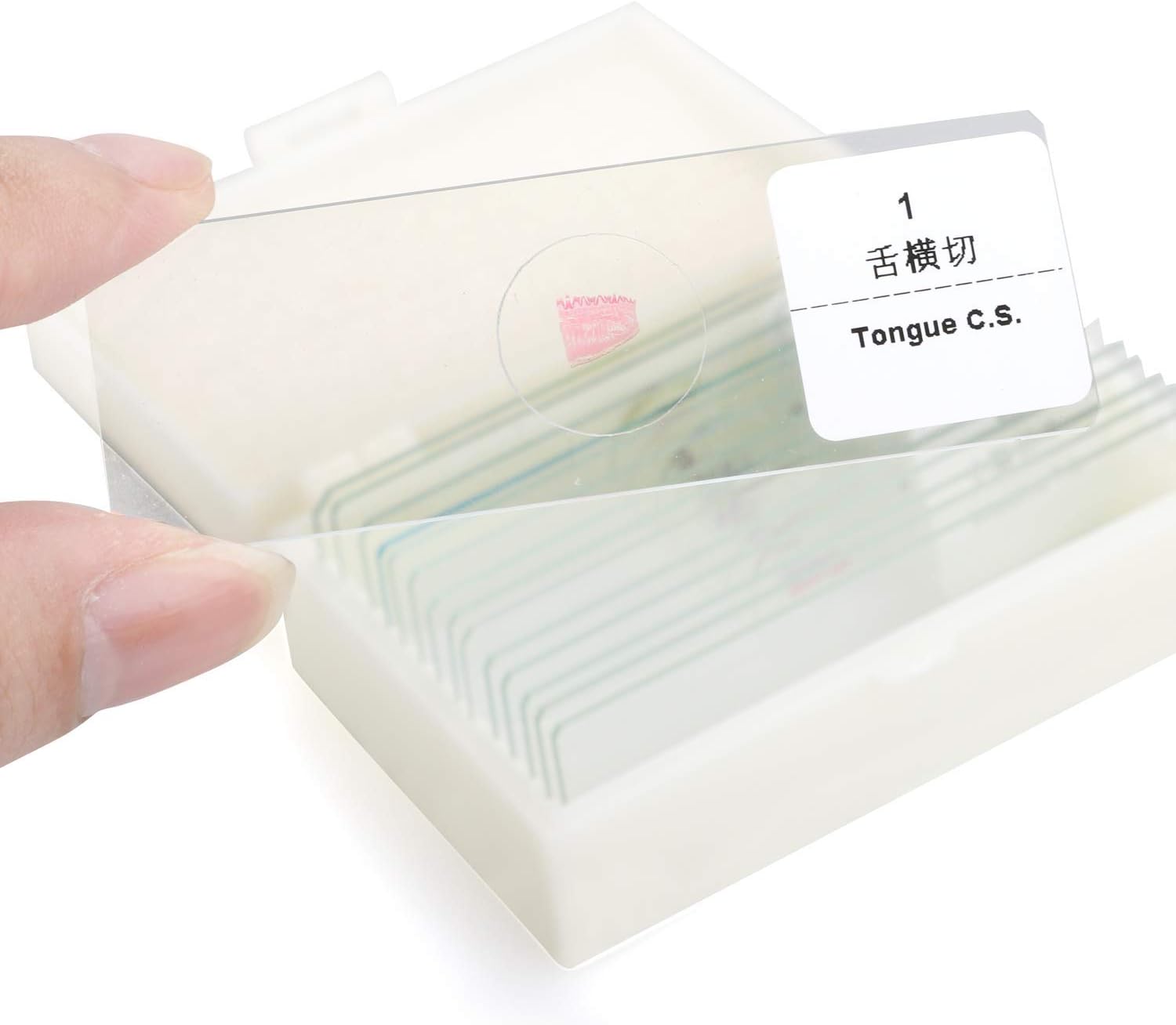 USCAMEL 15Pcs Assorted Specimens Collection of 10 Prepared Microscope Slides and 5 Blank Slides for Kids Home or Education Storage in Fitted Case