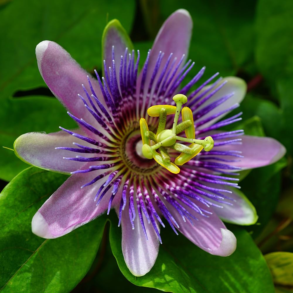 YouGarden Passiflora Lavender Lady in 9cm Pot - Exotic Passion Flowers - Perfect in Pots for Patios - Passion Vine Garden Ready Plants in Pots - Perfect for Exotic Gardens