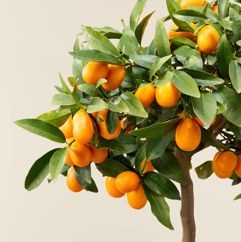Kumquat "Fortunella margarita" mandarino cinese pianta innestata in vaso ø22 H 70/80 cm Agrumi di Sicilia, Made in Italy, Vivaio di Castelletto