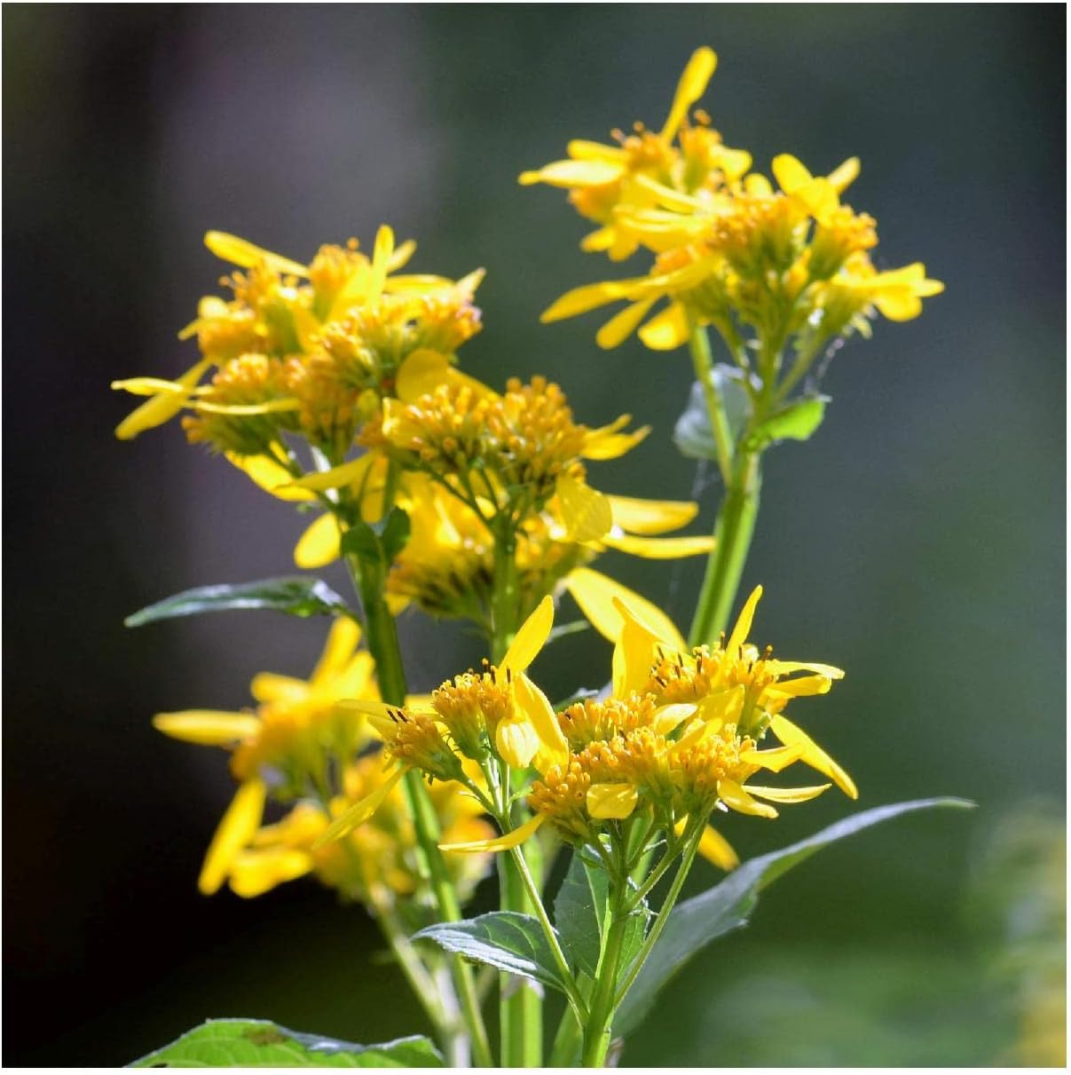 Everwilde Farms - 1/4 Lb Wingstem Native Wildflower Seeds - Gold Vault