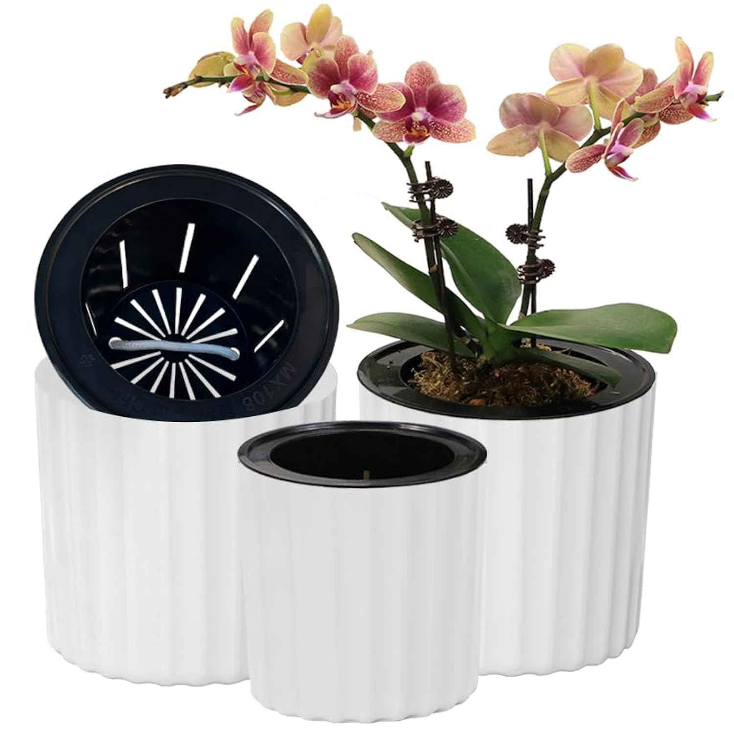 MUZHI Anufuup AOS-SH2-SA53, White,violet, Large, Small