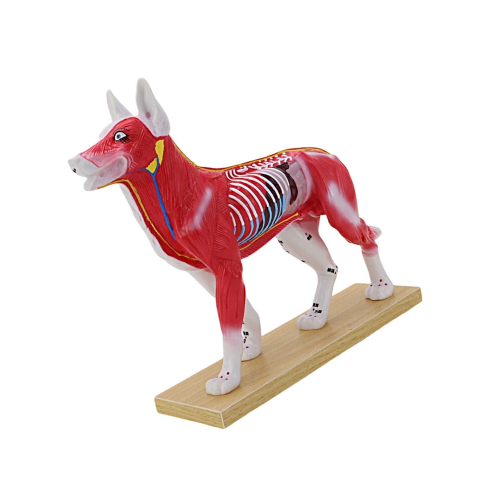 Herramienta de enseñanza veterinaria Modelo anatómico de punto de acupuntura felino canino con puntos meridianos marcados para entrenamiento clínico Modelo de práctica de punción para mascotas