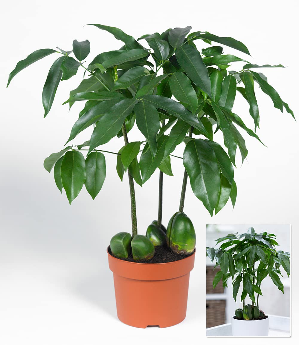 BALDUR Garten Castanos, 1 Pflanze, Castanospermum australe Australische  Kastanie Bohnenpflanze Zimmerpflanze, Grnpflanze, mehrjhrig - frostfrei  halten : Amazon.de: Garten