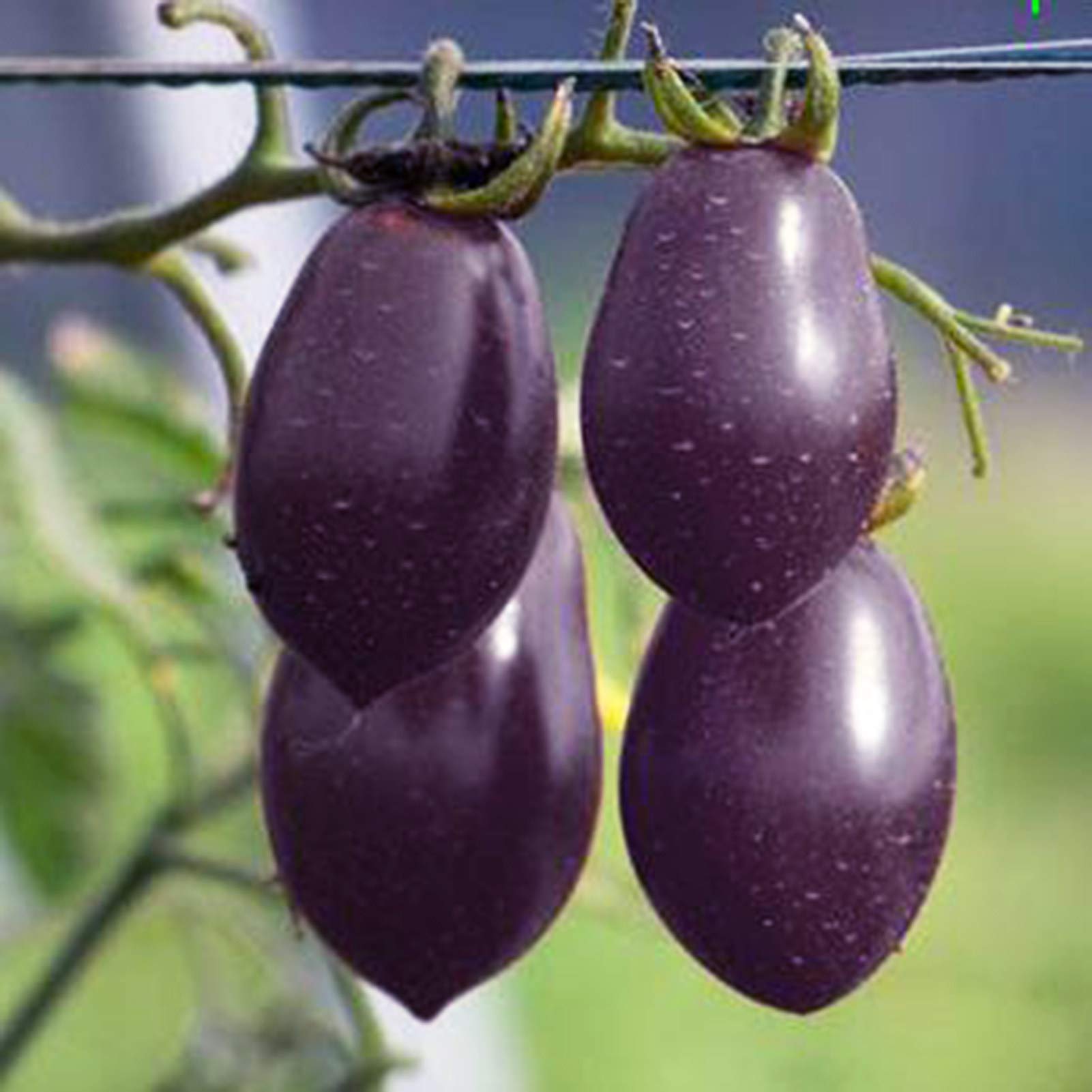 VibeX Rare Purple Cherry Tomato Seeds-250 Seeds (B0B9Y4QFH5) Amazon Price History, Amazon Price Tracker