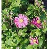 Anemone Multifida Rubra Anemone