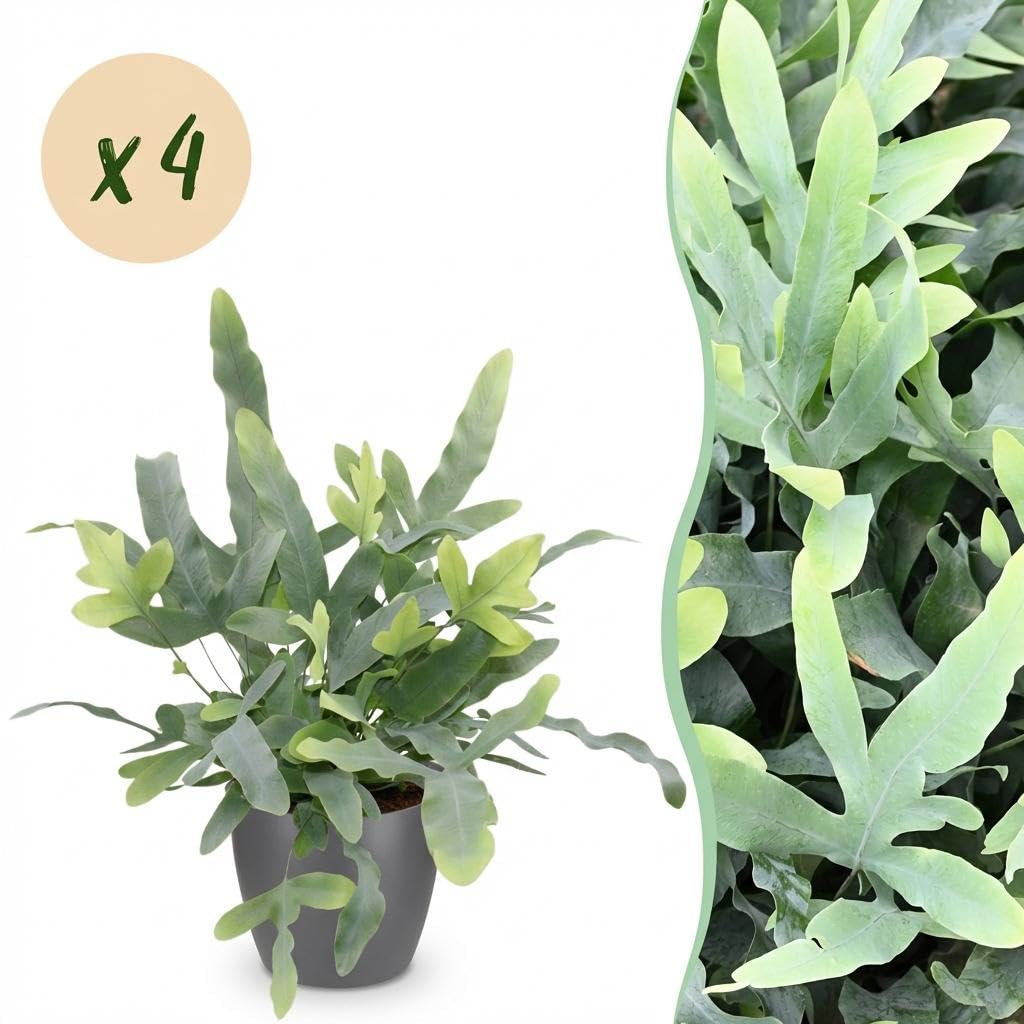 Phlebodium aureum Blue Star Blauer Farn 4er Set mit Topf Ø12cm 25cm