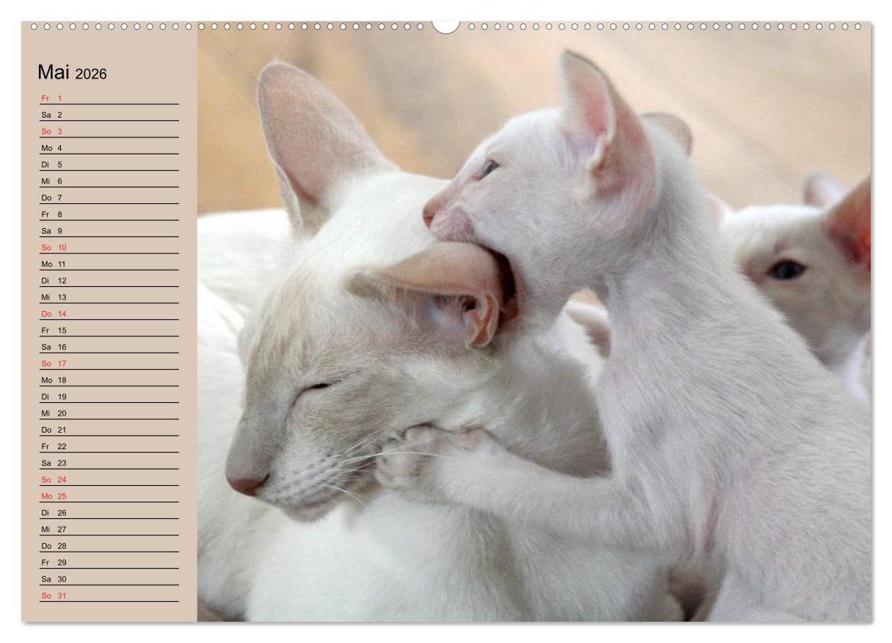 Siamkatzen - Kleiner Frechdachs mit Familie (Wandkalender 2026 DIN A2 quer), CALVENDO Monatskalender: Siamkätzchen `Moneypenny` mit der gesamten Katzenfamilie (CALVENDO Tiere)