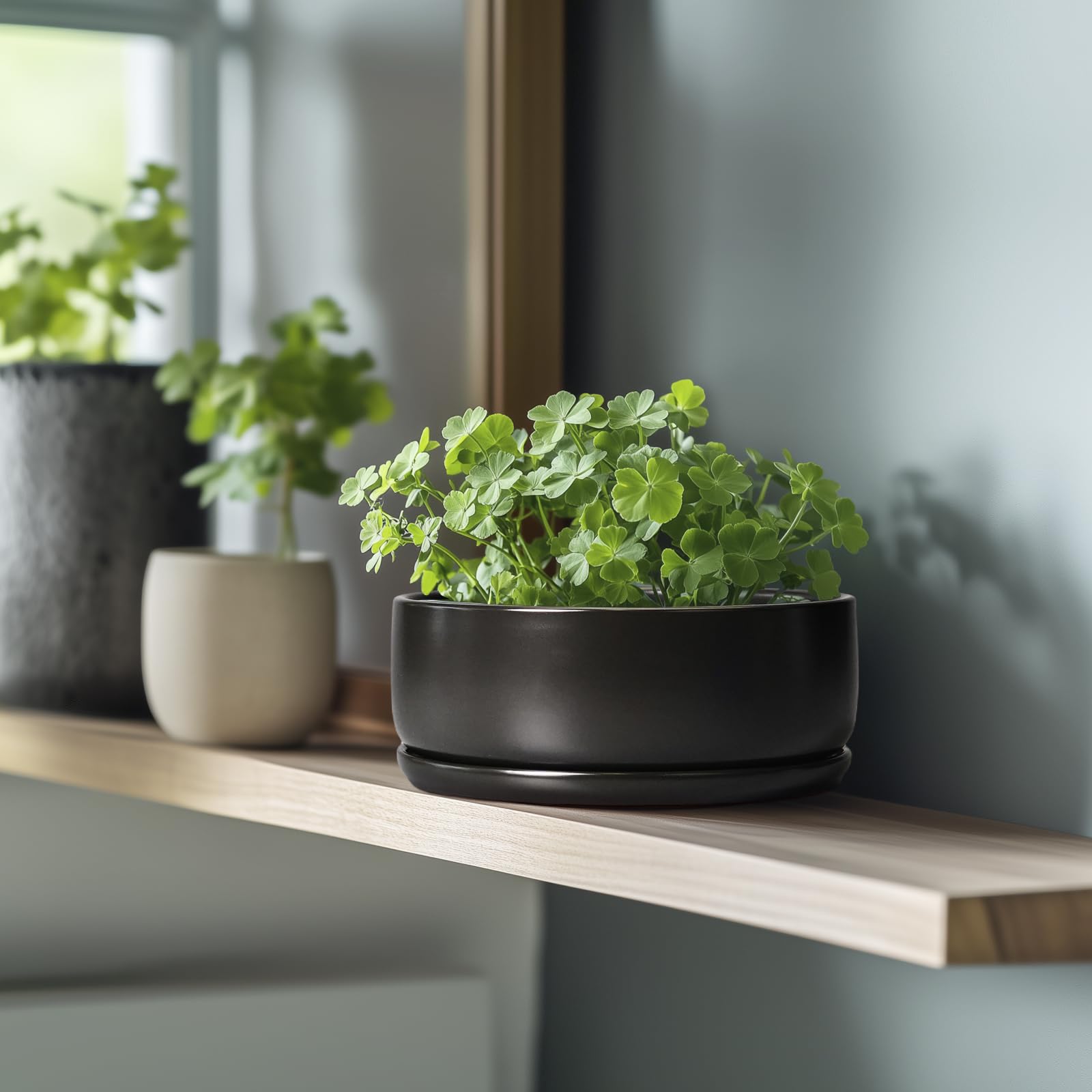 SQOWL Bonsai-Töpfe – 20,3 cm Keramik-Pflanztöpfe für Sukkulenten, runder Indoor-Pflanztopf mit Ablaufloch und Untersetzer, Flache Moderne Pflanzschale, Raumdekoration, Schwarz