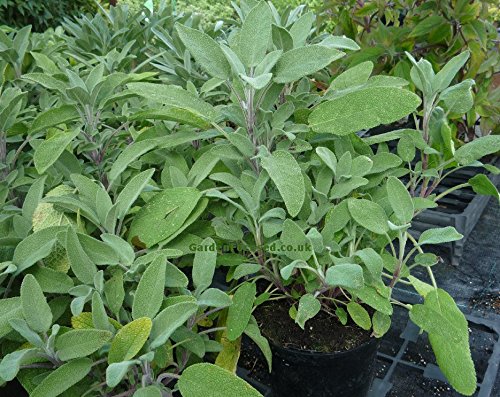 Variegated Sage Plant - 3" Pot Live Culinary Herb, Green & Cream Leaves, Full Sun