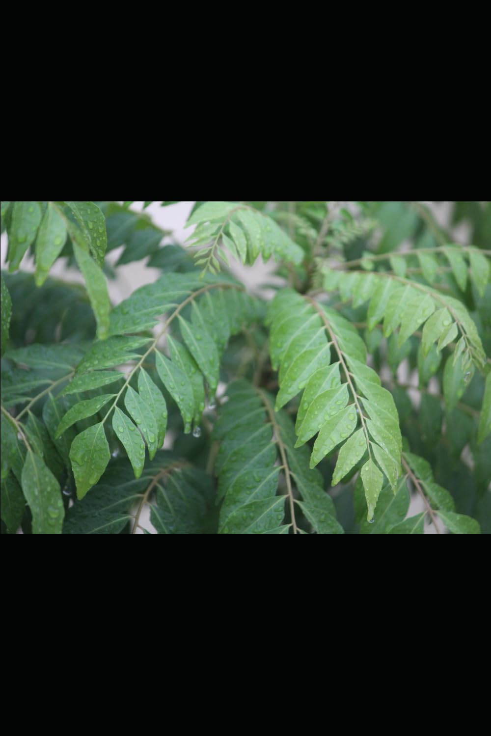Curry Leaf Medicine: Glucose, Liver Toning, Metabolic Health (Alternative Medicine: Holistic Wellness)
