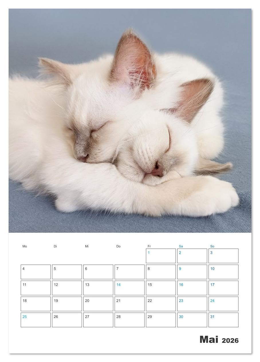 Heilige Birma Kitten Kalender mit Planer (Wandkalender 2026 DIN A2 hoch), CALVENDO Monatskalender: Niedliche Fotografien verspielter Katzenkinder. (CALVENDO Tiere)