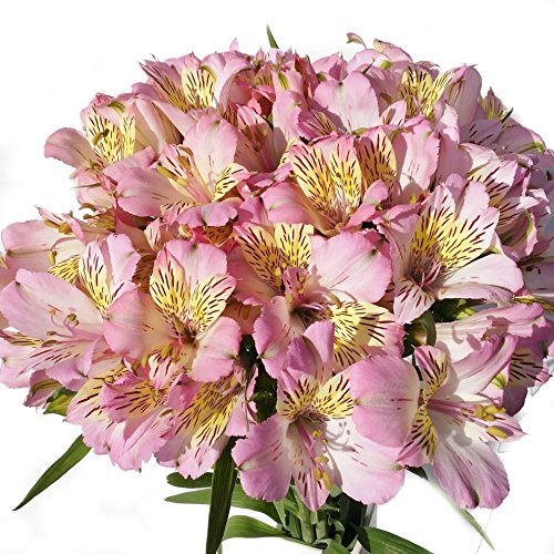 AXgA ؉ ꋉi 70cmi5EQ5tj×10{ (sN)