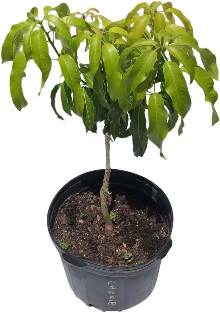 Carrie Mango Tree Grafted 7-gal Container from Florida