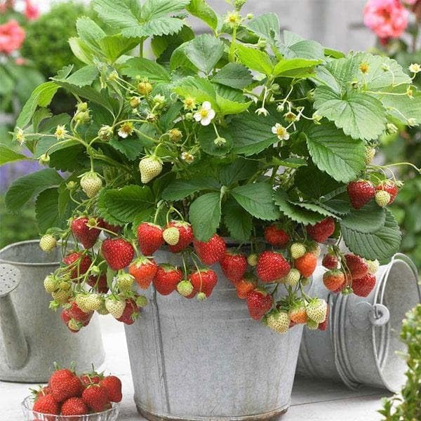 Image of Bigreen Live Red Gauntlet Strawberry Plant a€ inch Healthy Hybrid Live Fruit Plant for Home Gardening, Balcony, Terrace, Organic Farming a€ inch High Yield & Fast Growing - Pack of 1